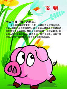 1971年属猪的今日运势，揭秘猪宝宝的今日运势走向，好运连连还是挑战重重？