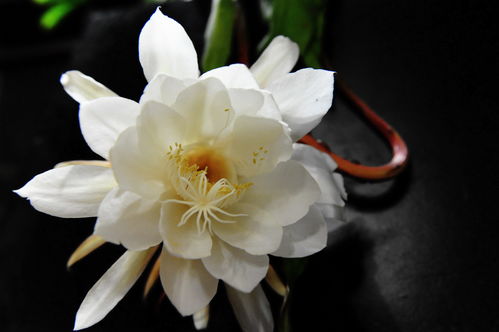 昙花