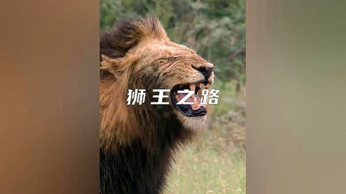 七月狮子，近期运势揭秘，是辉煌还是挑战？