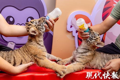 龙宝宝取名薛姓，如何巧妙融合传统文化与现代审美？