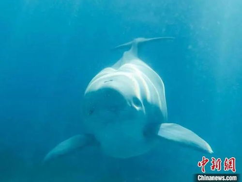 为江豚宝宝取名，如何取一个既有趣又富有意义的名字？
