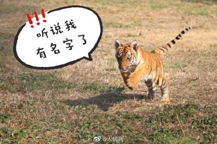 虎宝宝张煜祺究竟该如何取名？