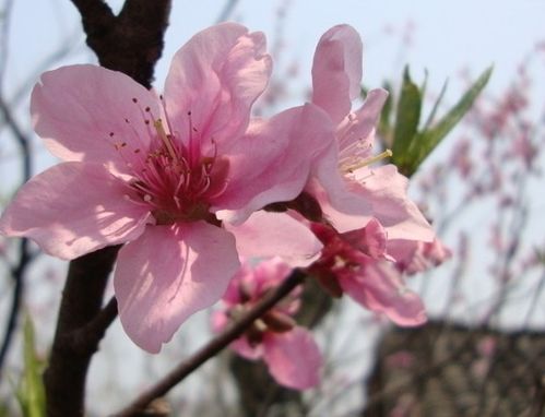 98年虎，2023年感情运势揭秘，是桃花盛开还是孤影相伴？
