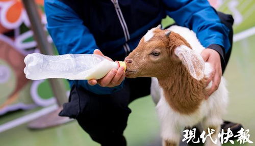 谢姓龙宝宝取名，如何才能好听又富有寓意？