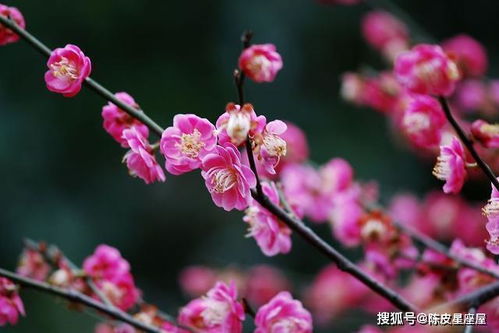 紫薇免费算命今日运势，揭秘命运之谜，你准备好了吗？
