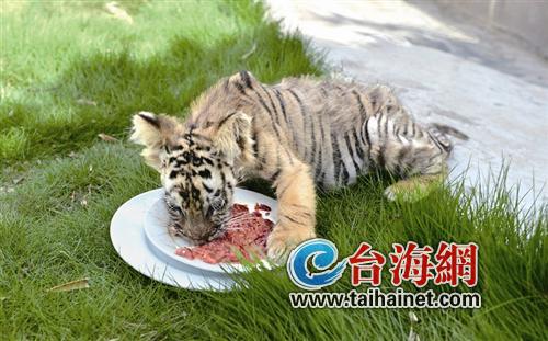 姓夏的虎宝宝取名难题，如何为这位小老虎取一个响亮的名字？