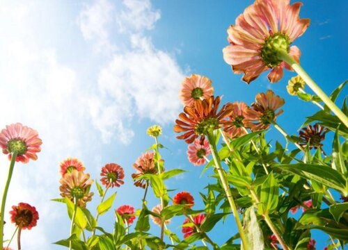 洋甘菊的花语和寓意