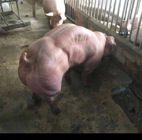 牛男猪女八字合不合，婚姻运势如何？