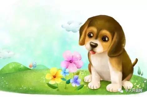 狗和兔虎八字合不合婚？揭秘生肖配对背后的奥秘