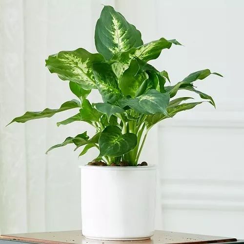 万年青植物图片