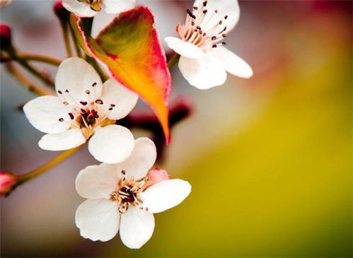 4月水瓶座的感情运势，是桃花朵朵开，还是静待春暖花开？