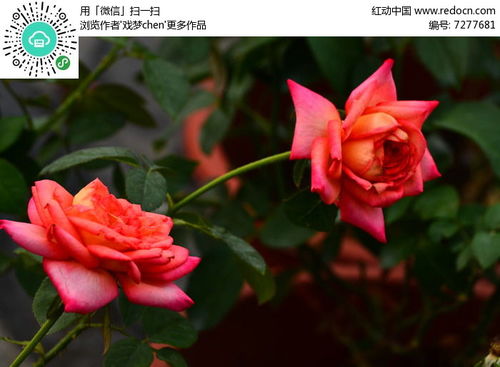 花的图片大全 最美玫瑰