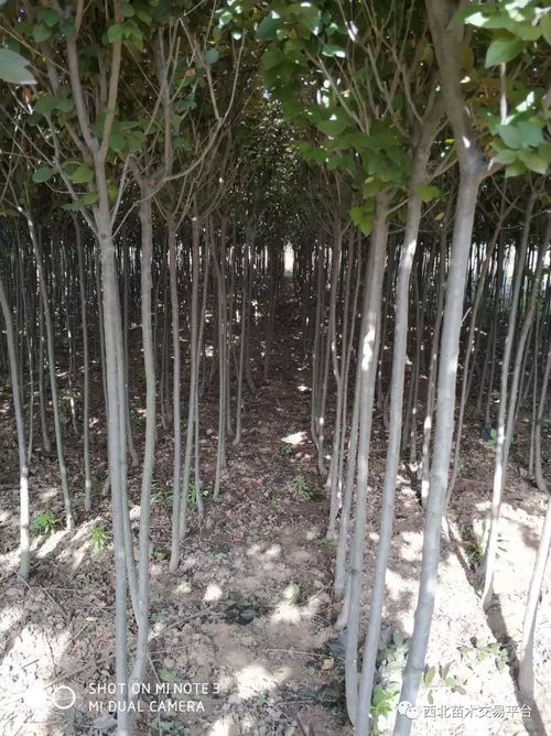 苗木价格查询