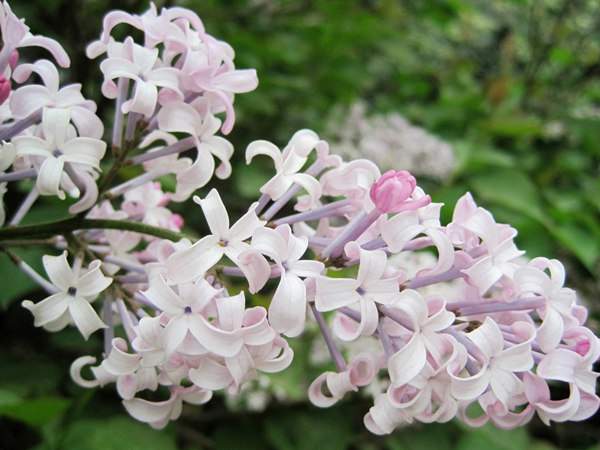 丁香花的花语