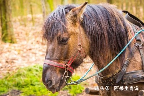 2016年90马今日运势揭秘，究竟如何影响你的生活？