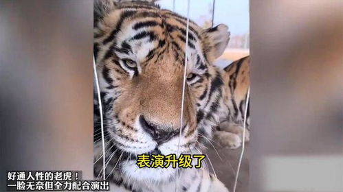 女子与老虎宝宝，取名难题，如何兼顾寓意与独特性？