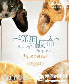 鼠与狗的爱情运势，命中注定还是缘起缘灭？