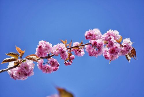 水瓶下半年的感情运势，是桃花盛开还是孤独漫步？