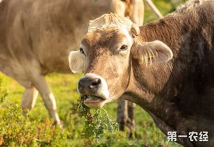 今年牛牛宝宝取名，如何才能既吉祥又独特？