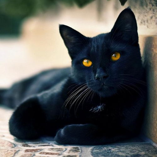 黑猫射手座近期运势，揭秘神秘猫眼的幸运密码？