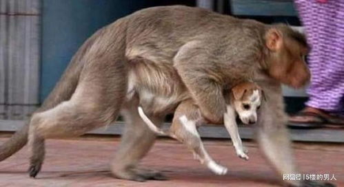 猴女与男狗八字合不合？揭秘八字合婚的奥秘！
