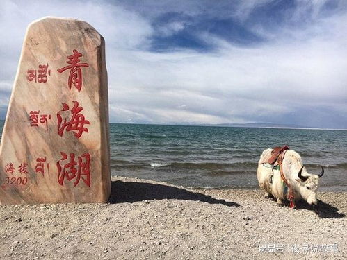 青海湖一日游报团攻略，你准备好了吗？