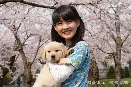 边牧犬宝宝取名，如何让名字既好听又寓意美好？