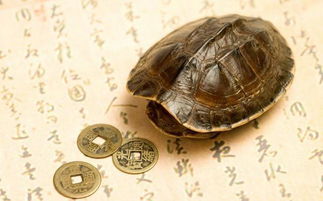 鸡和猪的八字合不合婚？揭秘生肖配对之谜