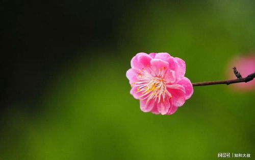 五一桃花星座运势今日揭秘，你的爱情运势如何？