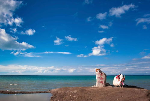 八月份青海湖旅游，如何玩转这片天空之镜？攻略全解析！
