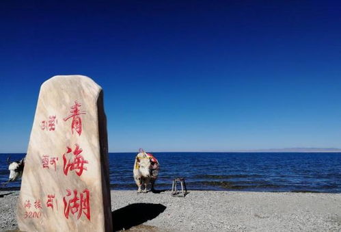 8月中旬青海湖旅游，如何玩转这片高原明珠？