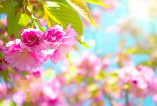 属猪人今日运势，桃花来袭，运势如何？
