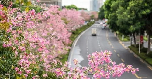 厦门旅游赏花攻略大全，如何在这个春日里邂逅最美的花朵？