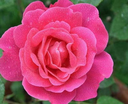 月季花图片大全大图