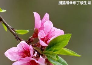 天秤九月感情运势，是桃花盛开还是静待花开？