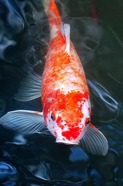 今日锦鲤运势查询最新，你的好运是否已经来临？
