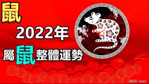 12属鼠今日运势揭秘，运势起伏，运势如何应对？