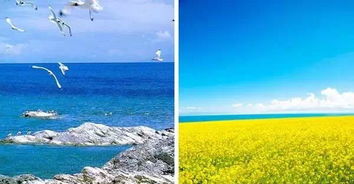 青海湖一天半深度游攻略,如何在这短暂时光里尽享湖光山色? 青海湖一天半深度游攻略,如何在这短暂时光里尽享湖光山色?