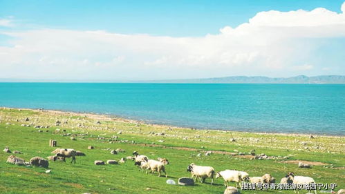 十月底青海湖之旅，如何玩转这片高原明珠？
