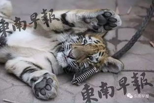 女虎宝宝取名难题，如何为小老虎取一个既有韵味又吉祥的名字？