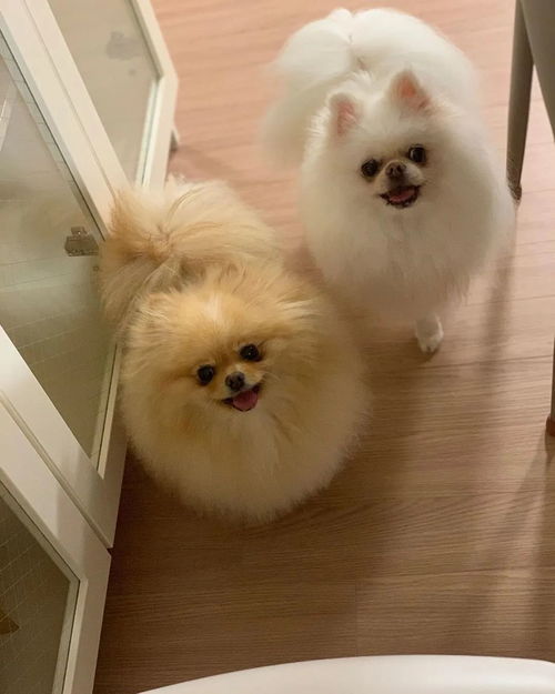 狗年宝宝取名霖寓意佳