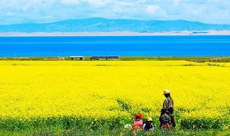4月青海湖赏花攻略 4月青海湖赏花攻略