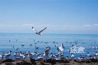 四月份青海湖旅游全攻略 四月份青海湖旅游全攻略