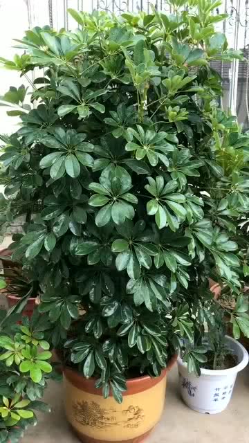 发财树的正确养法