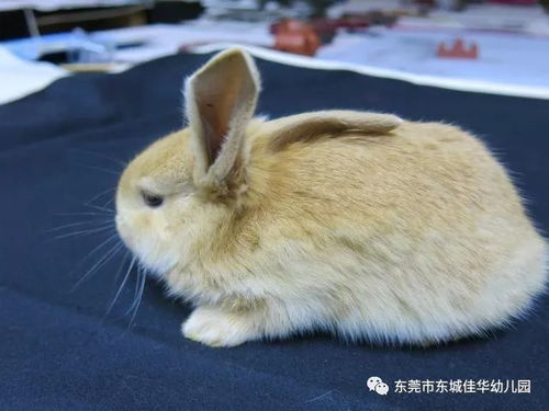 立冬兔宝宝取名攻略