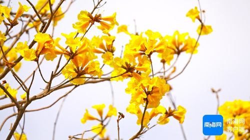 黄花风铃木