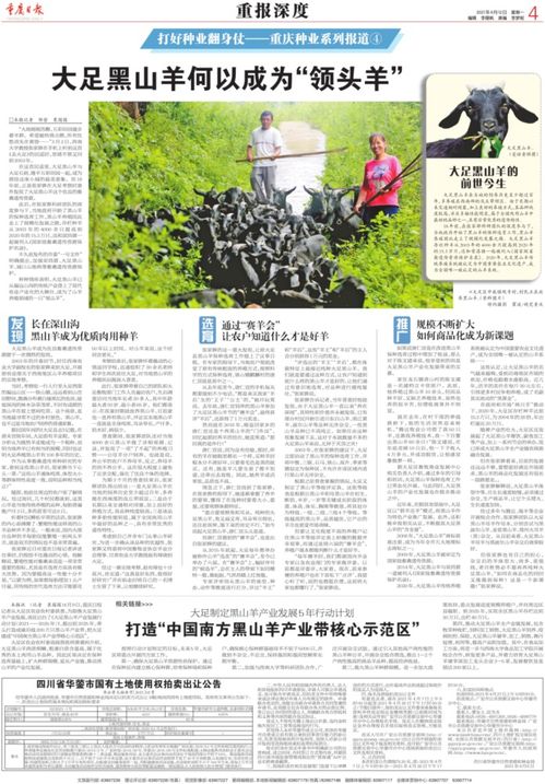 每日羊运势速览