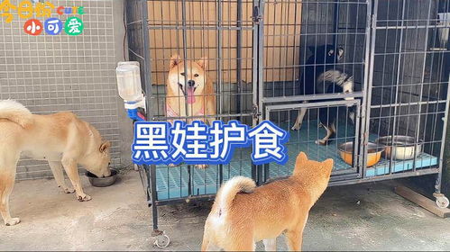 82年狗女今年情运揭秘