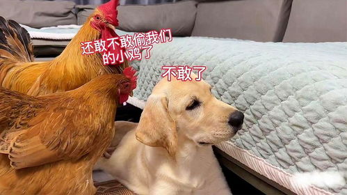 鸡狗夫妻情运分析