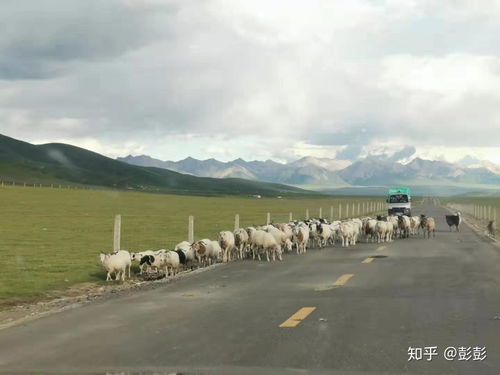 五月份青海之旅攻略图文